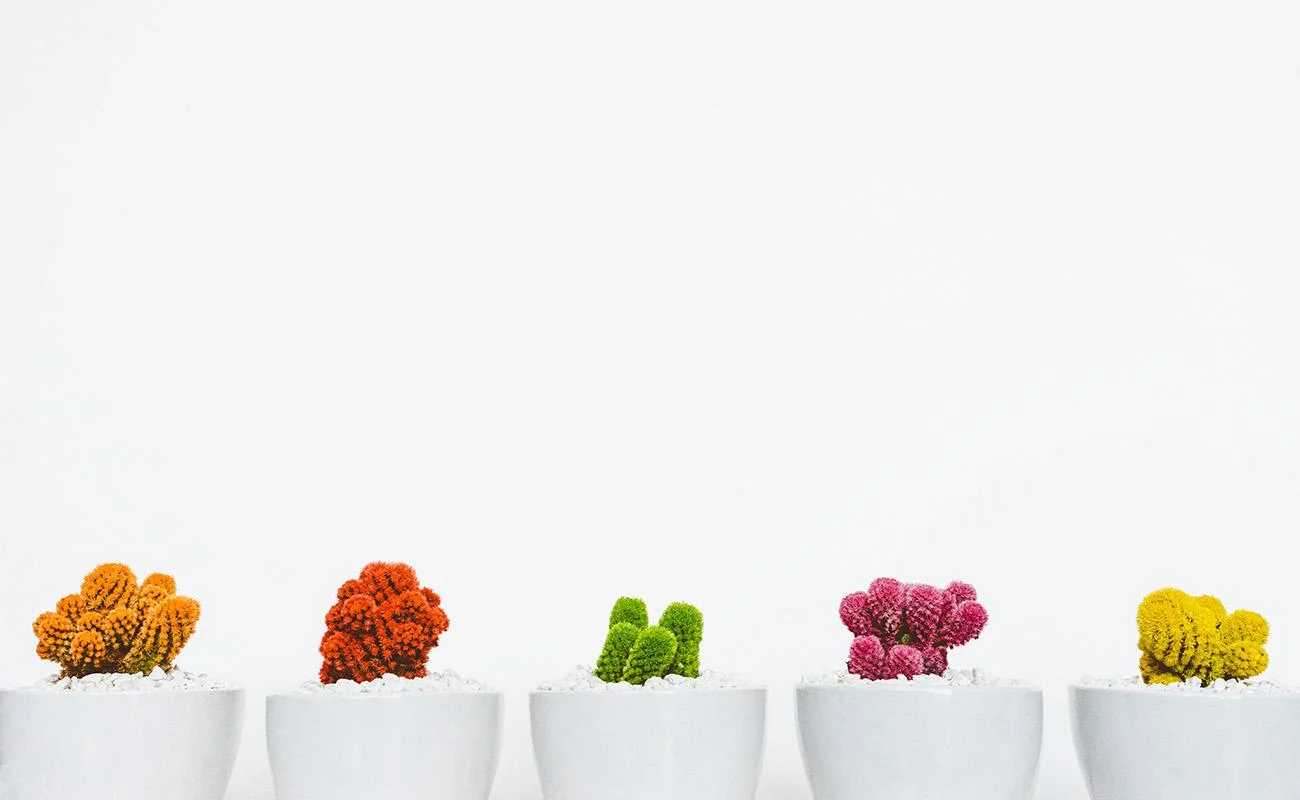 5 plants of color orange, red, green, pink and yellow all in white flowerpots each in a deep clean home