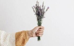 A hand holding a bouquet of fresh lavender flowers against a plain background