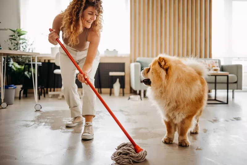 Happy woman with curly hair mopping modern living room floor while fluffy orange chow chow dog watches, demonstrating pet-friendly home cleaning routine