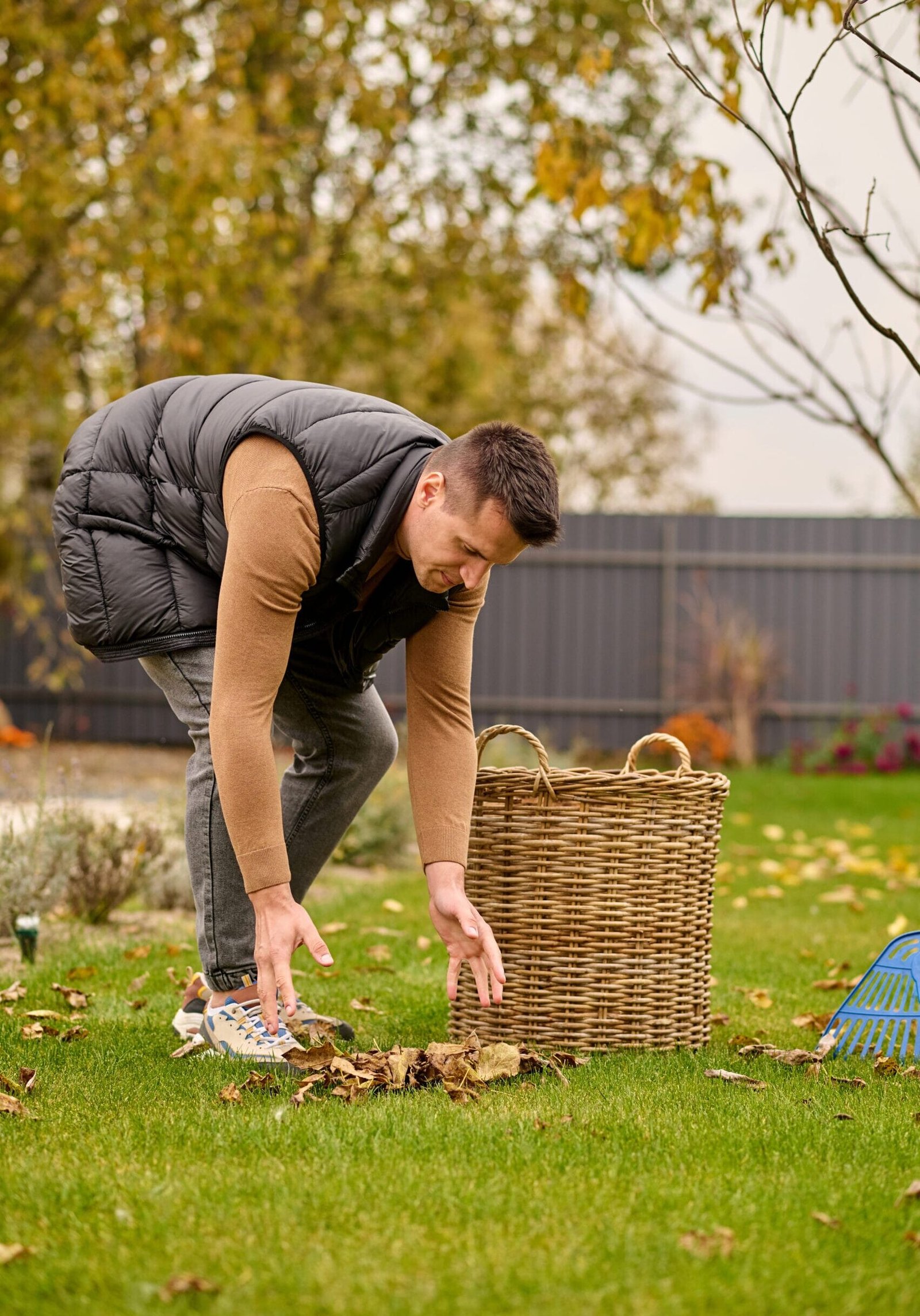 Pile of leaves. Young adult man bent over with outstretched arms to pile of yellow leaves lying on green lawn near basket in garden on autumn day